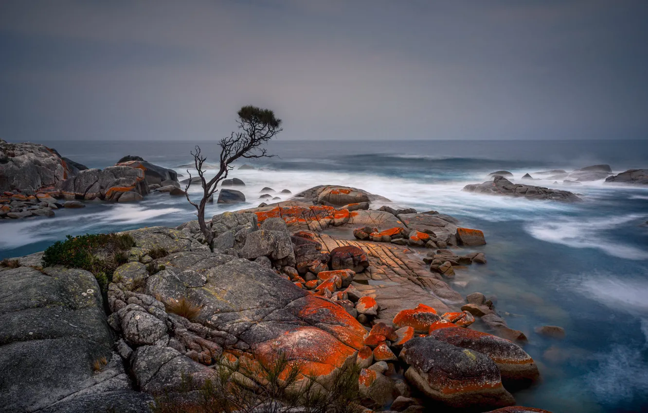 Фото обои море, дерево, берег, Tasmania, Binalong Bay