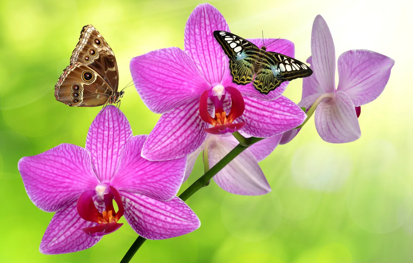 Фото обои зелень, бабочки, блики, фон, стебель, орхидеи, цветки