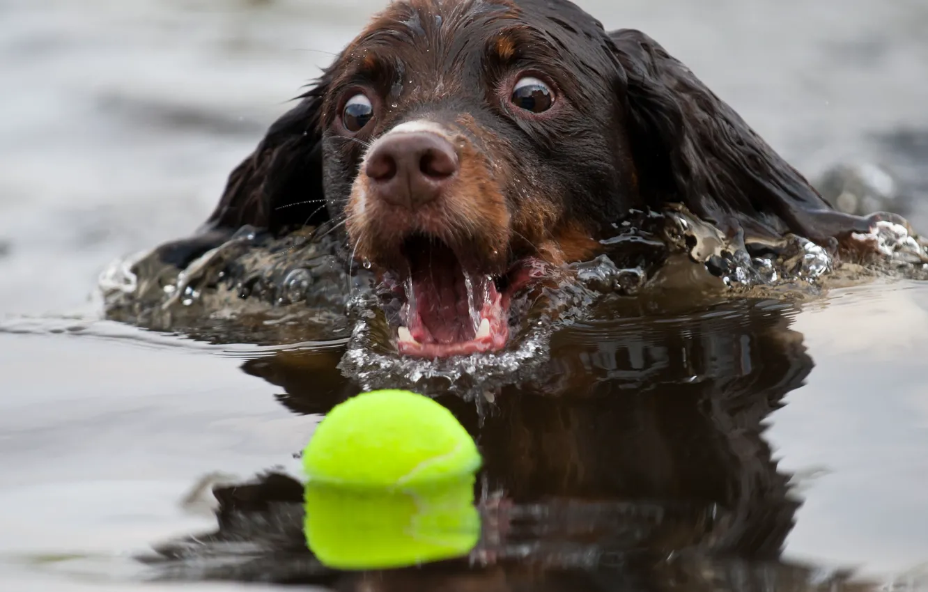 Фото обои вода, мяч, собака