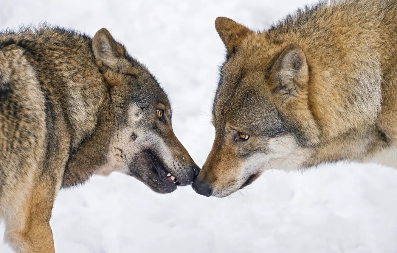 Фото обои взгляд, снег, волк, пара, профиль, ©Tambako The Jaguar