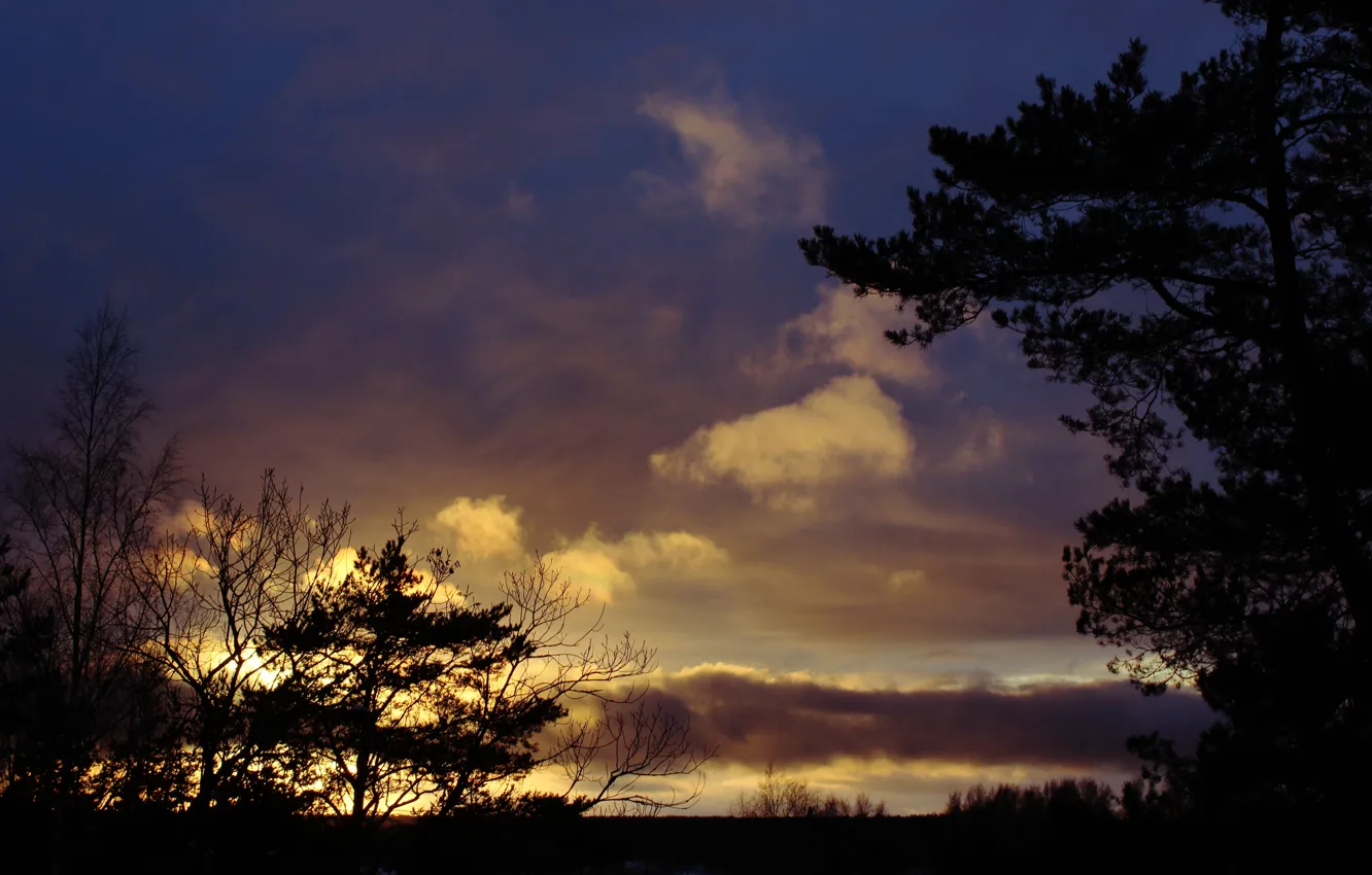 Фото обои небо, деревья, закат, силуэт, реальное фото