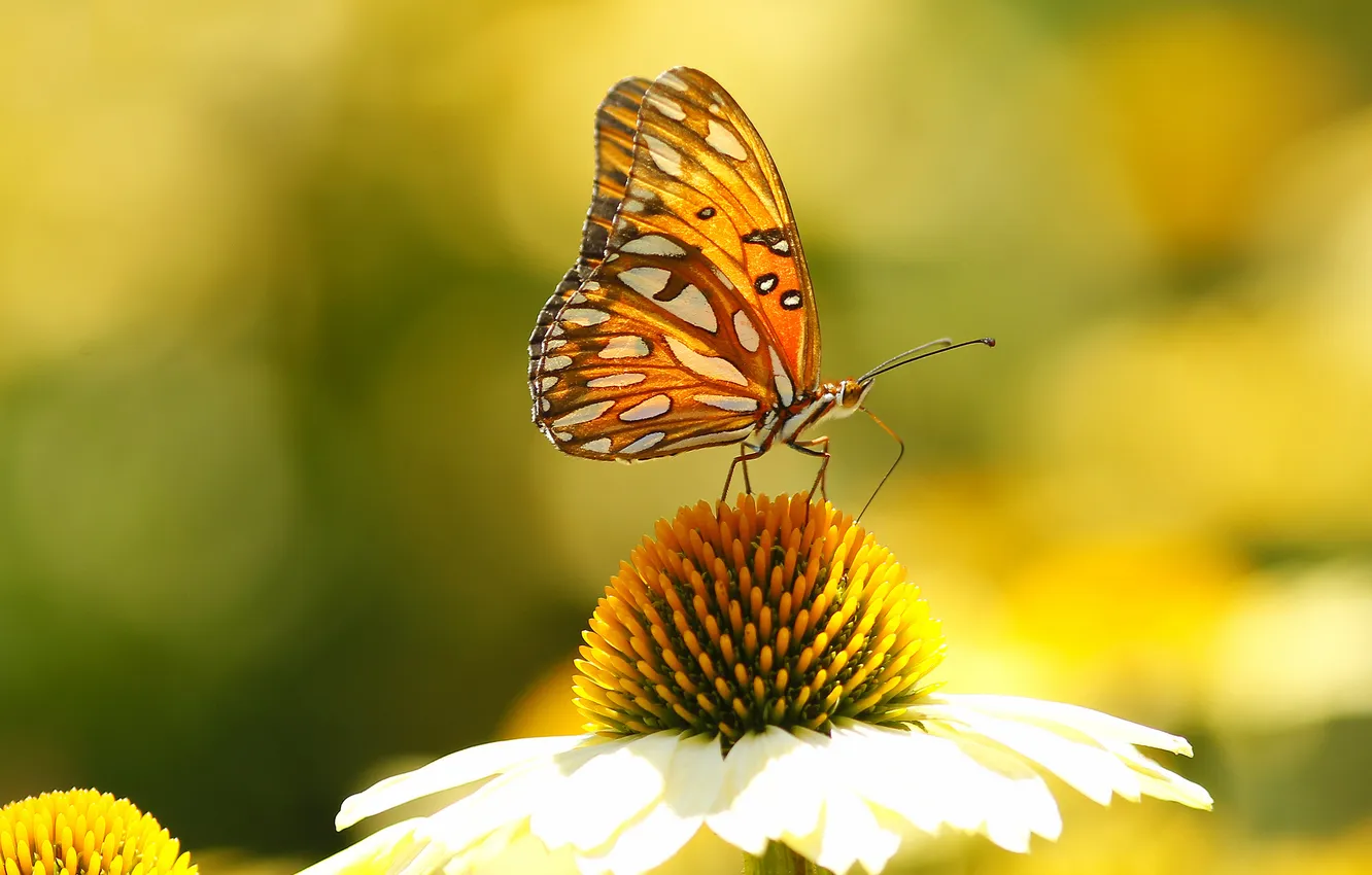 Фото обои цветок, бабочка, крылья, лепестки, насекомое, мотылек, эхинацея
