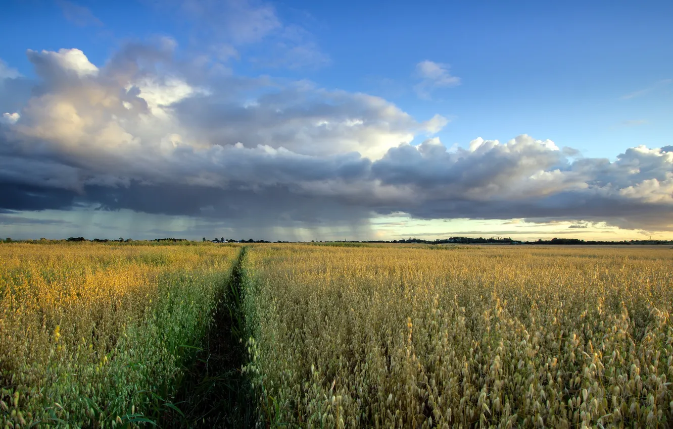 Фото обои поле, пейзаж, дождь, овёс