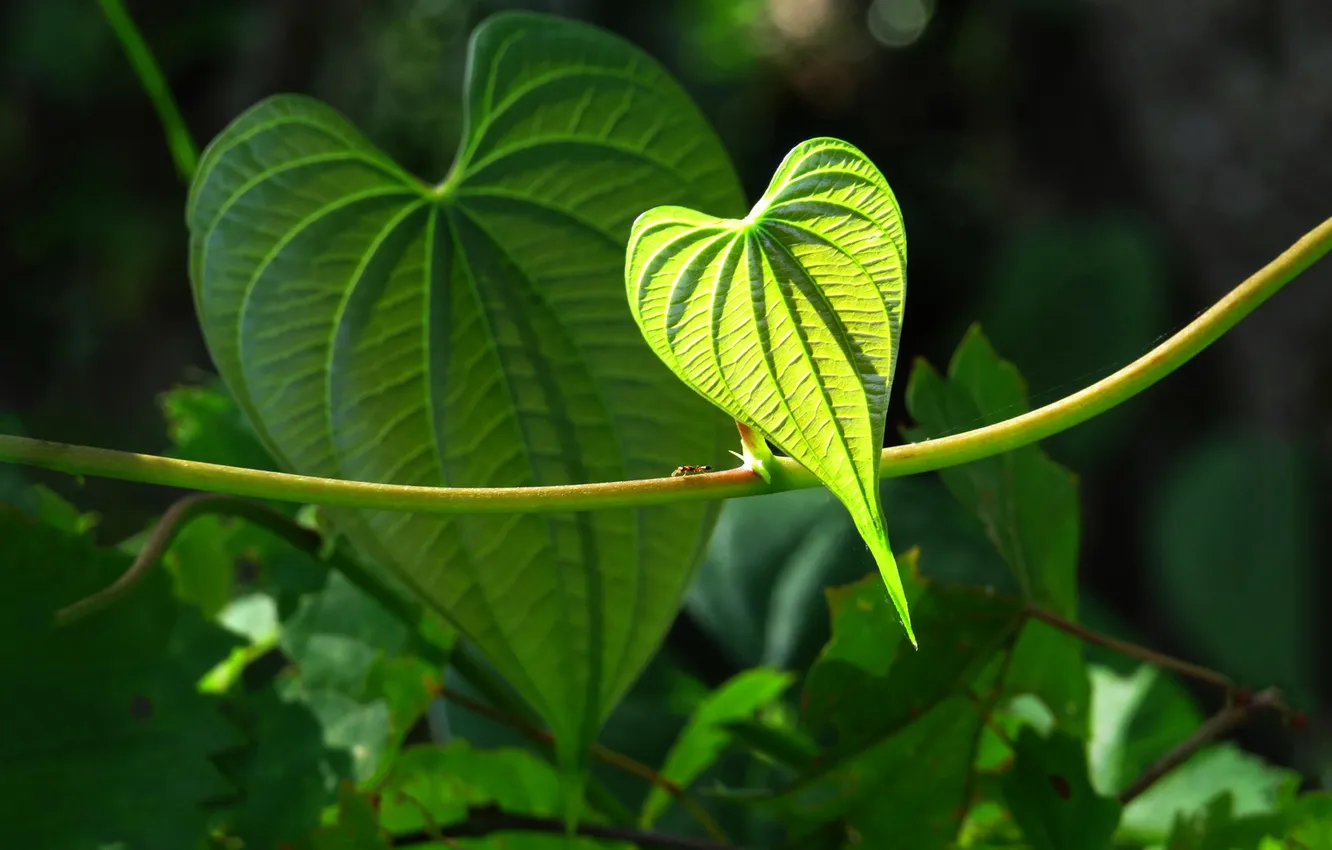 Фото обои природа, лист, сердце, растение