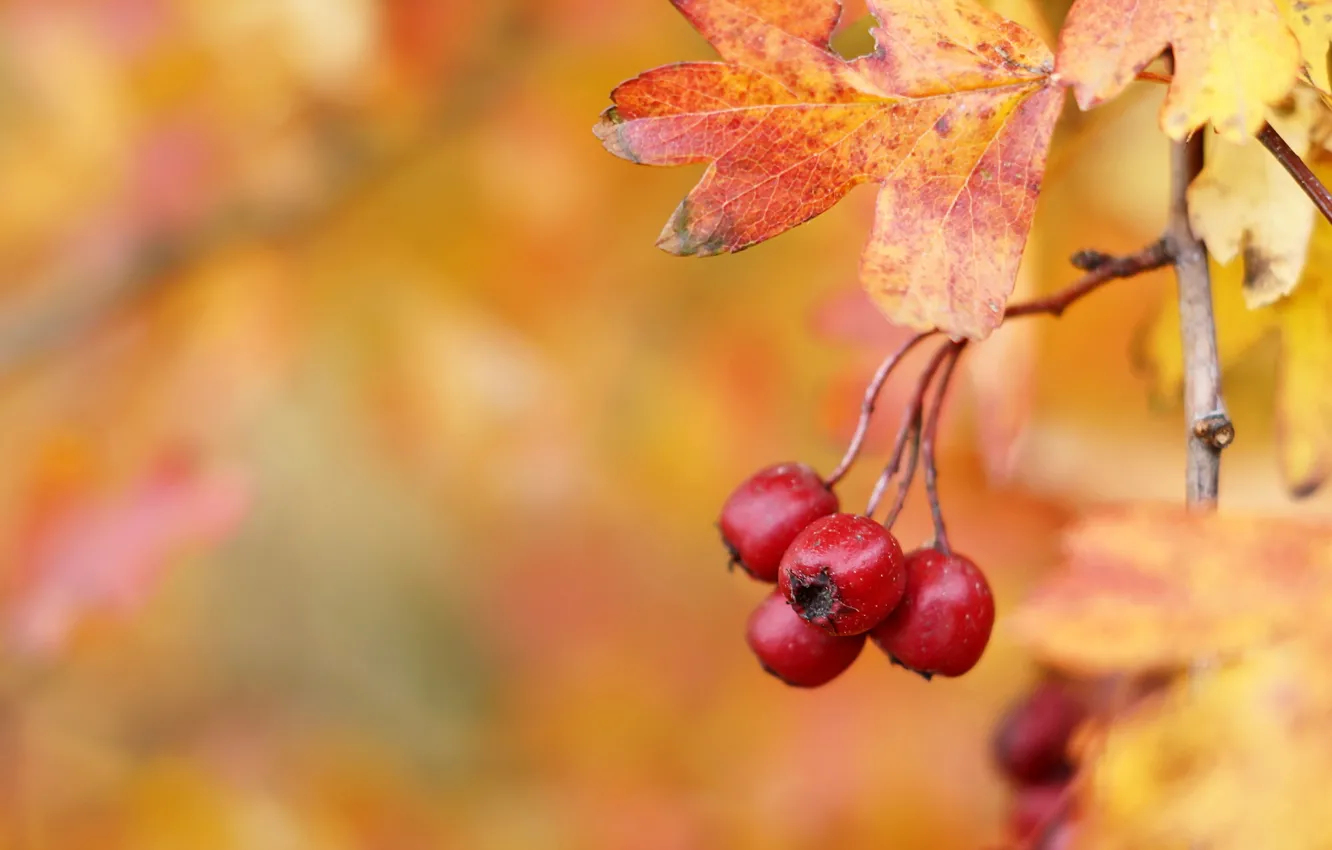 Фото обои осень, Hawthorn berries, Плоды боярышника