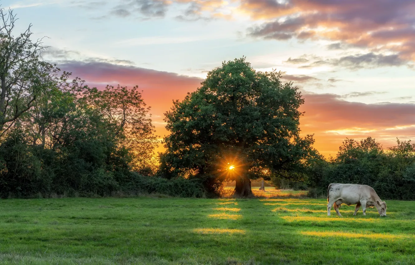 Фото обои поле, закат, корова
