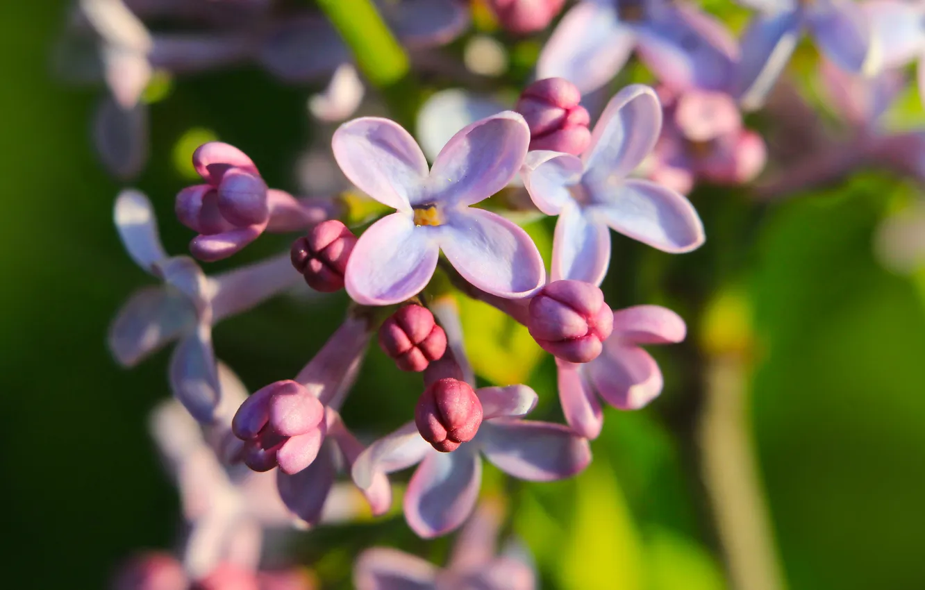 Фото обои flower, spring, lilac, blooming
