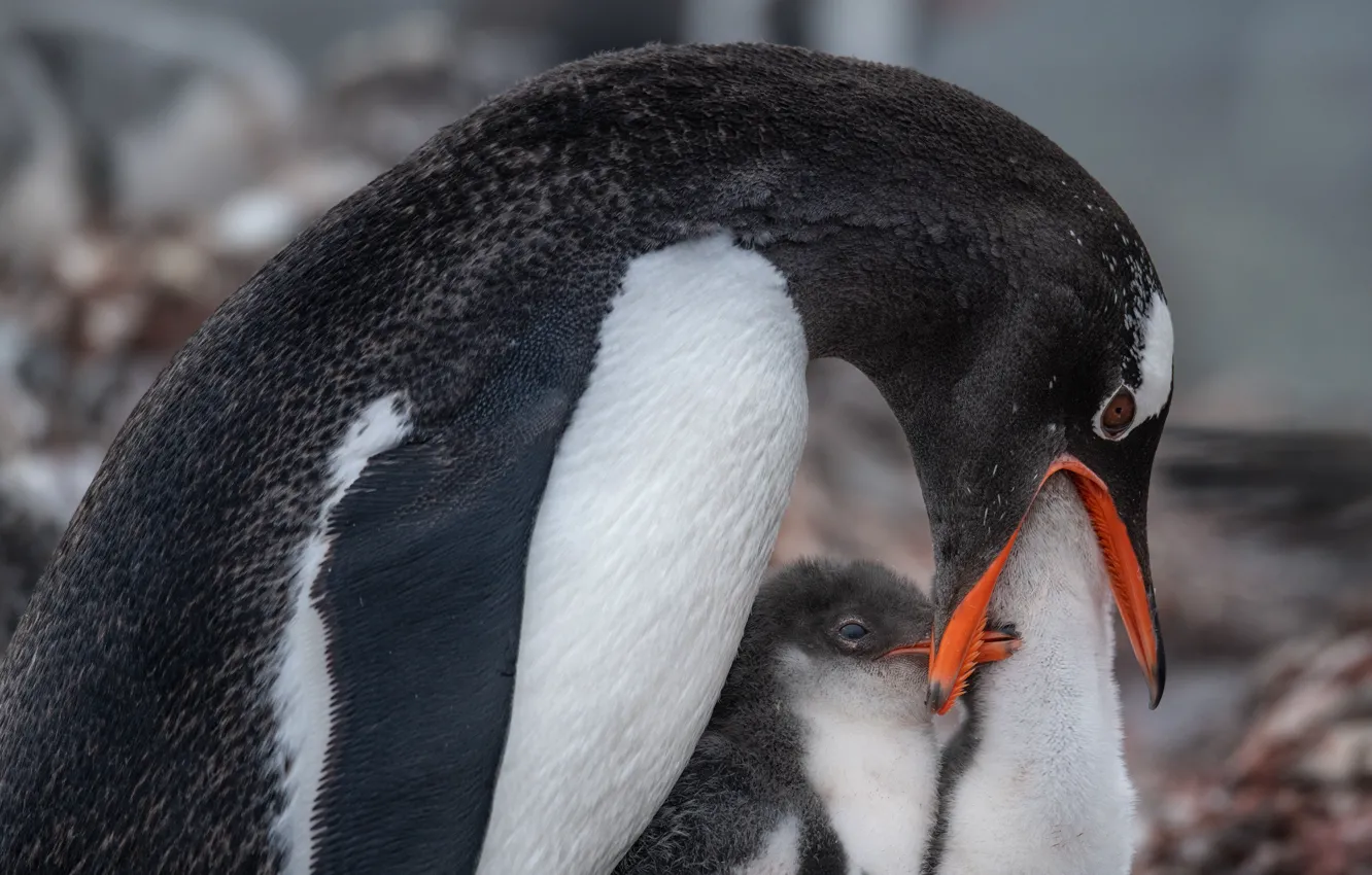 Фото обои птицы, пингвины, Антарктика, птенцы, кормление, Папуанский пингвин