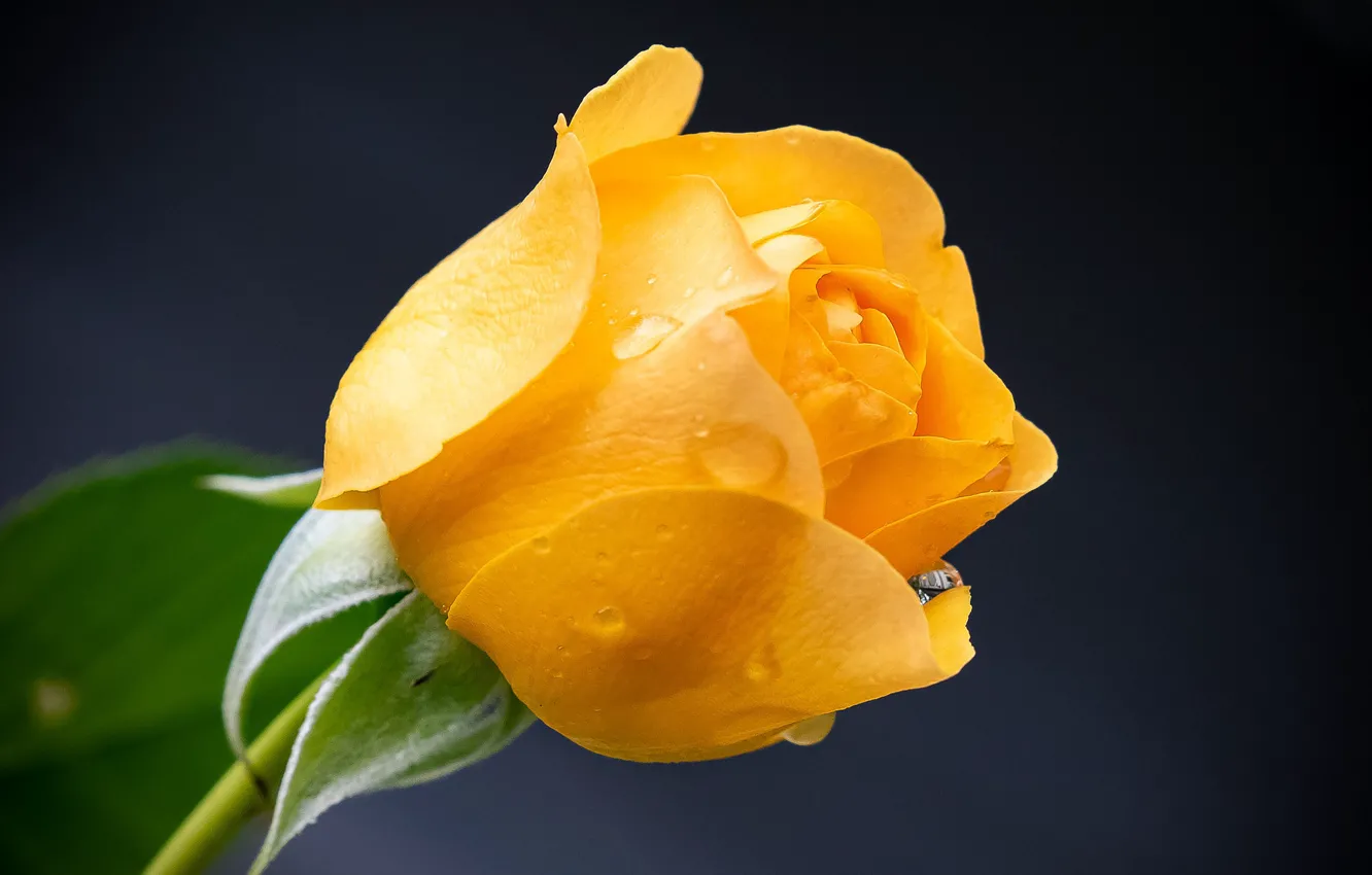 Фото обои цветок, капли, роза, желтая