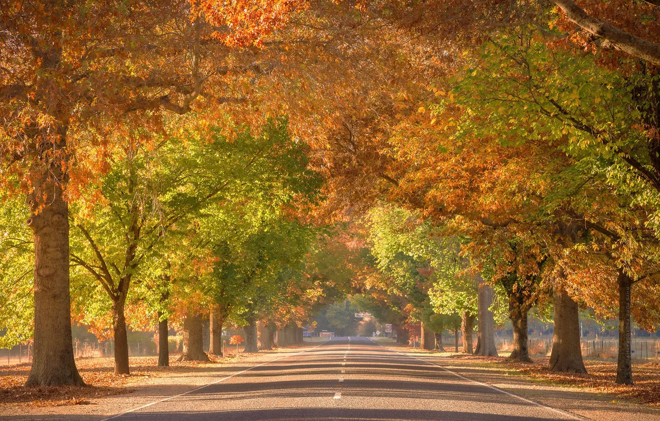 Фото обои город, улица, australia, Victoria, Autumn colour, Tunnel To Paradise