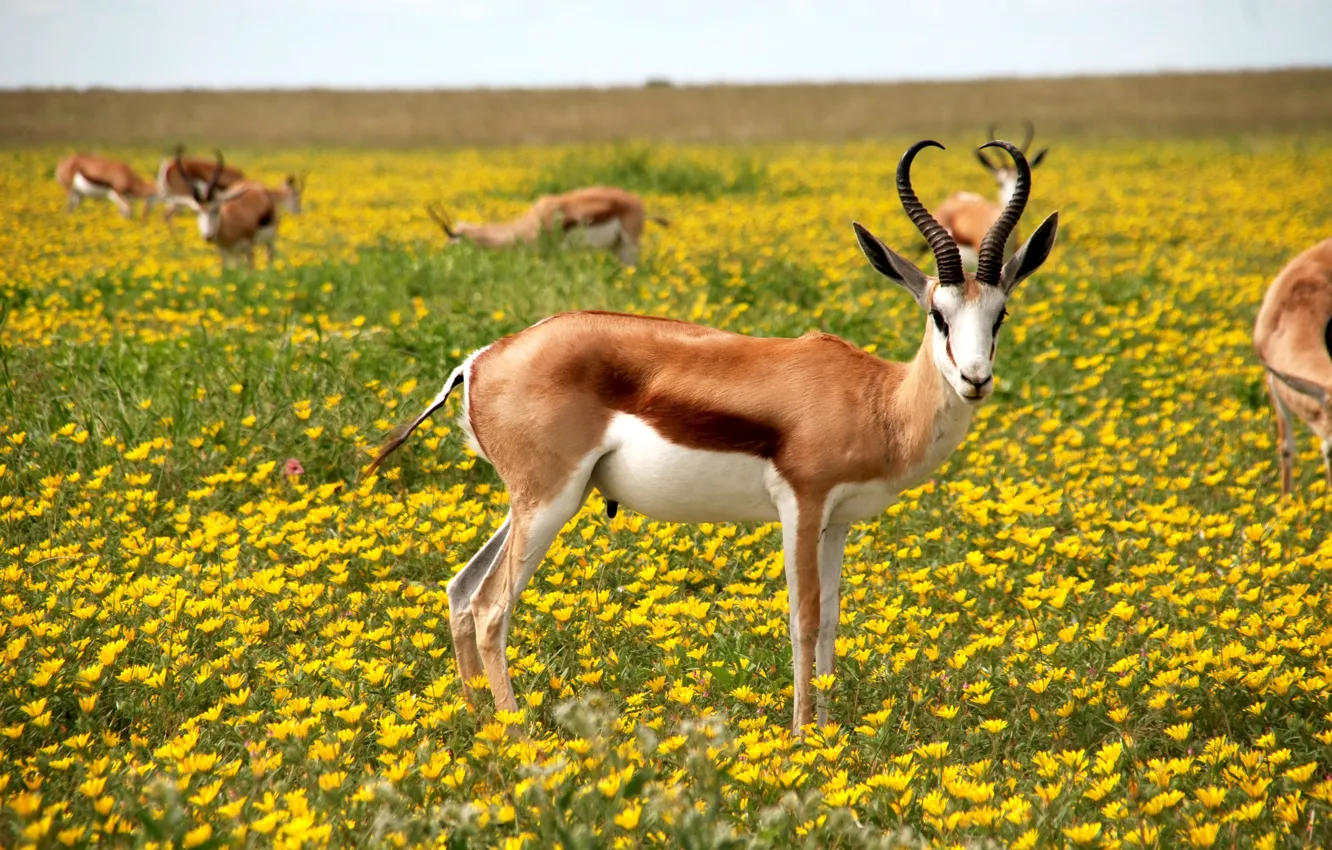 Фото обои саванна, savanna, желтые цветы, антилопа, yellow flowers, antelope