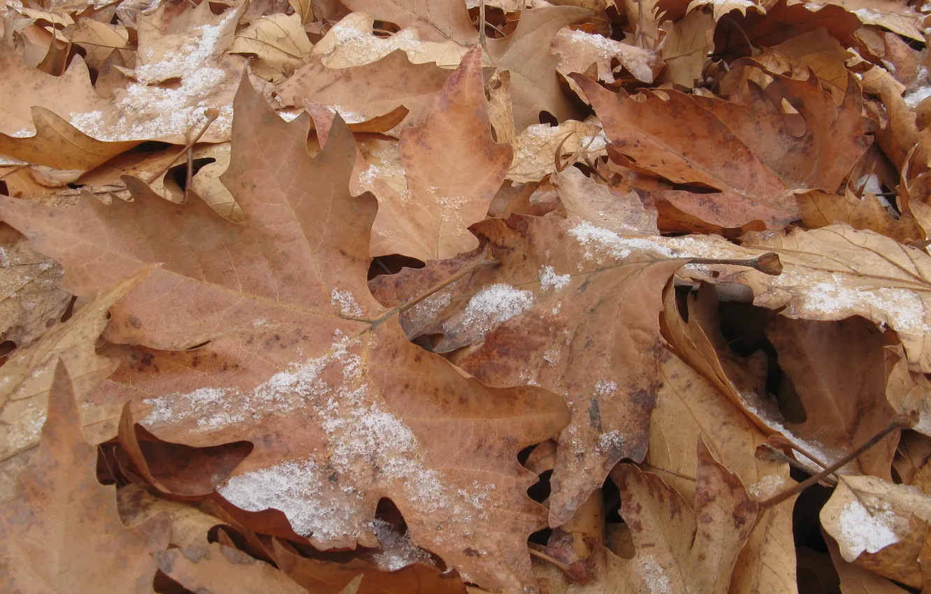 Фото обои Зима, Осень, Снег, Листья, Клен