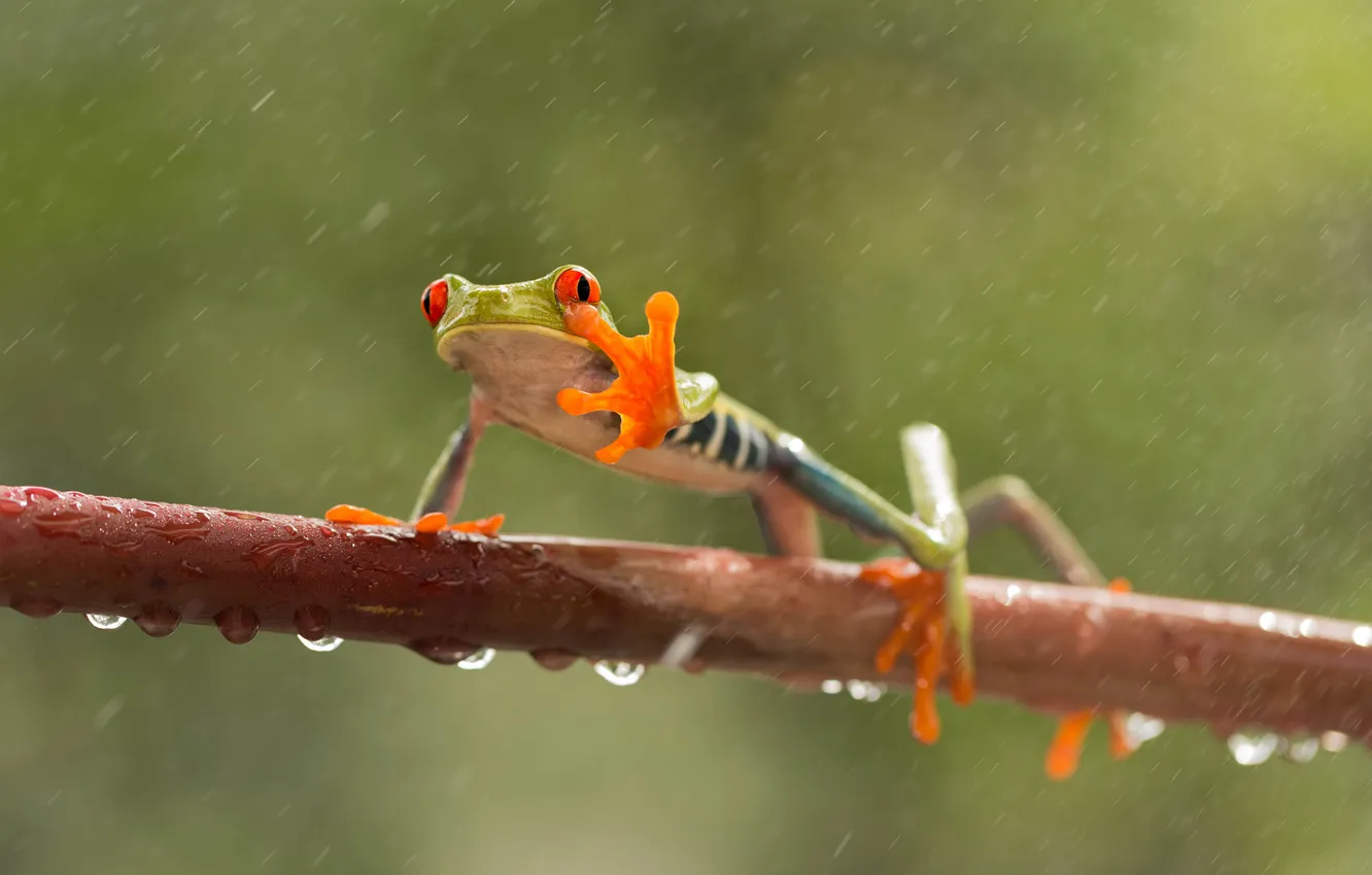 Фото обои глаза, капли, дождь, ветви, лягушка, лапы