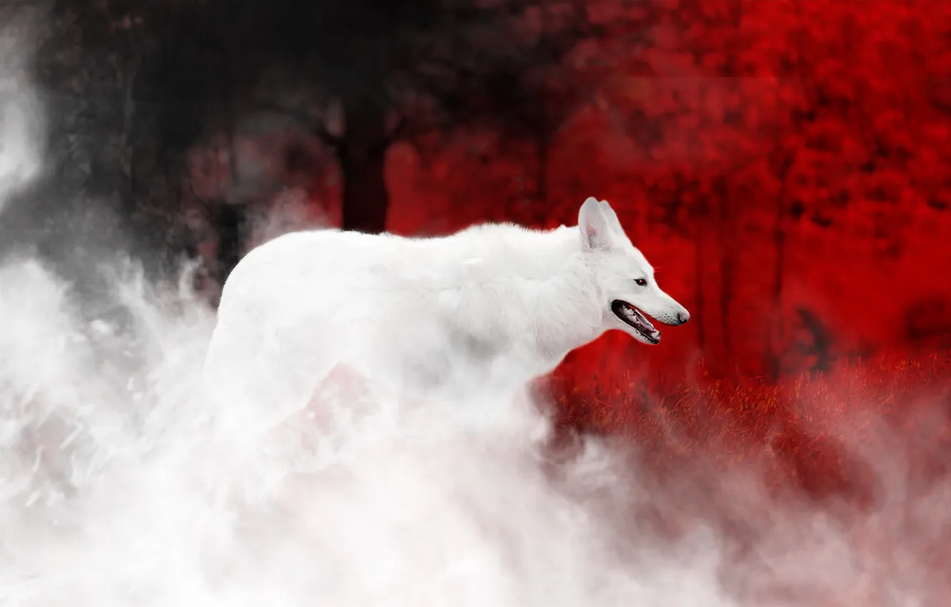Фото обои дым, цвет, волк