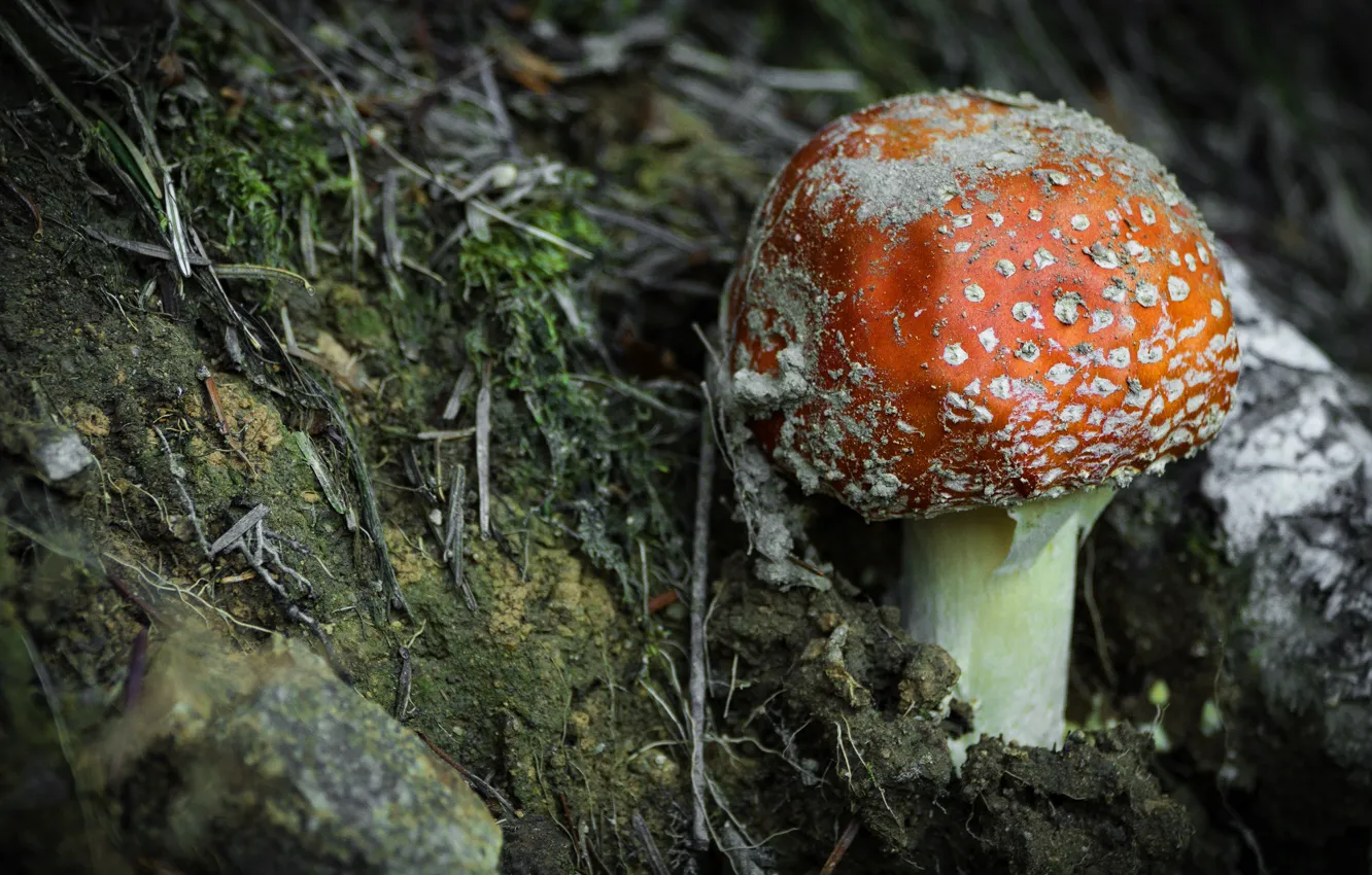 Фото обои осень, гриб, мох, мухомор