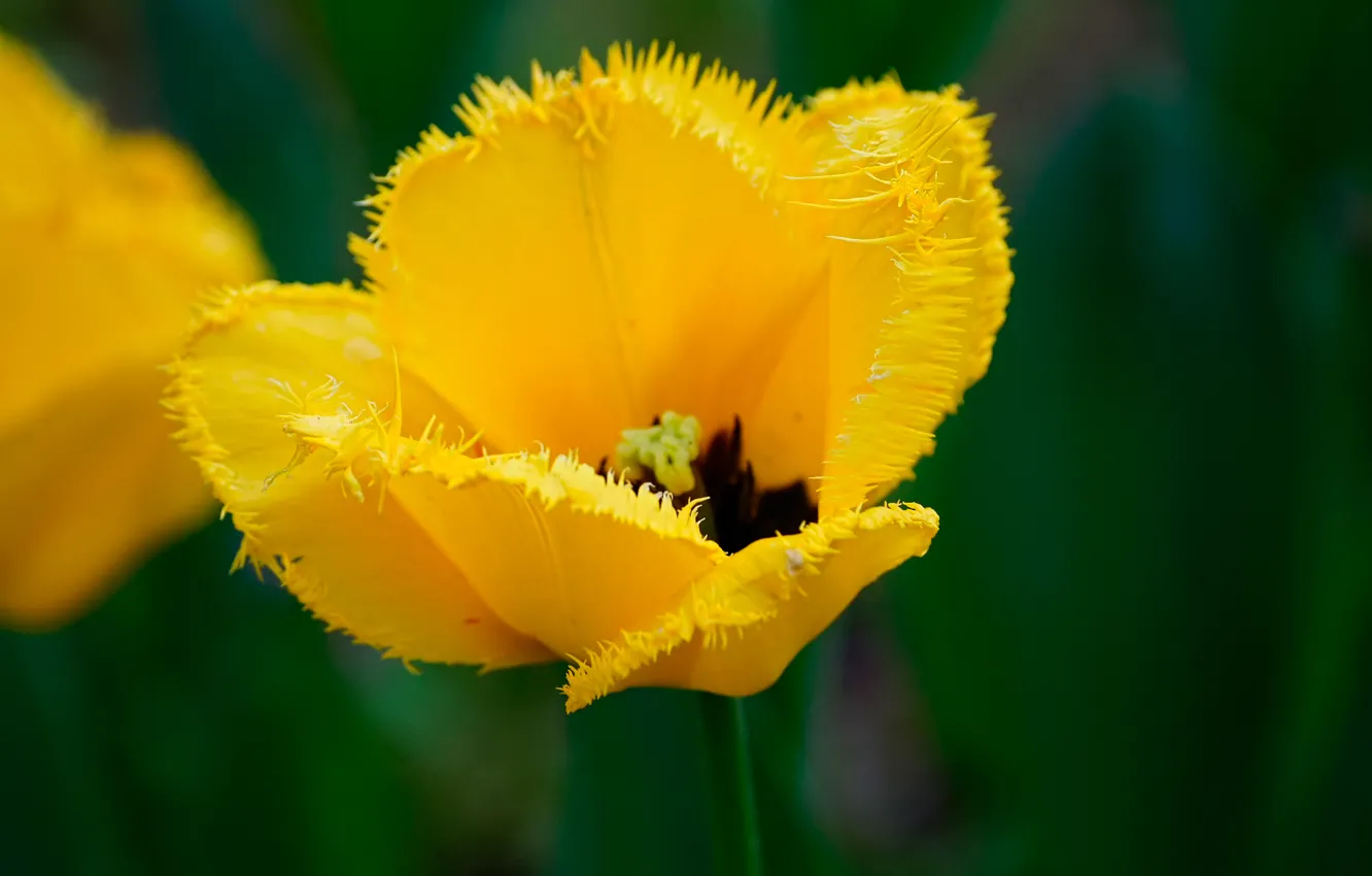 Фото обои жёлтый, тюльпан, Hairy tulip