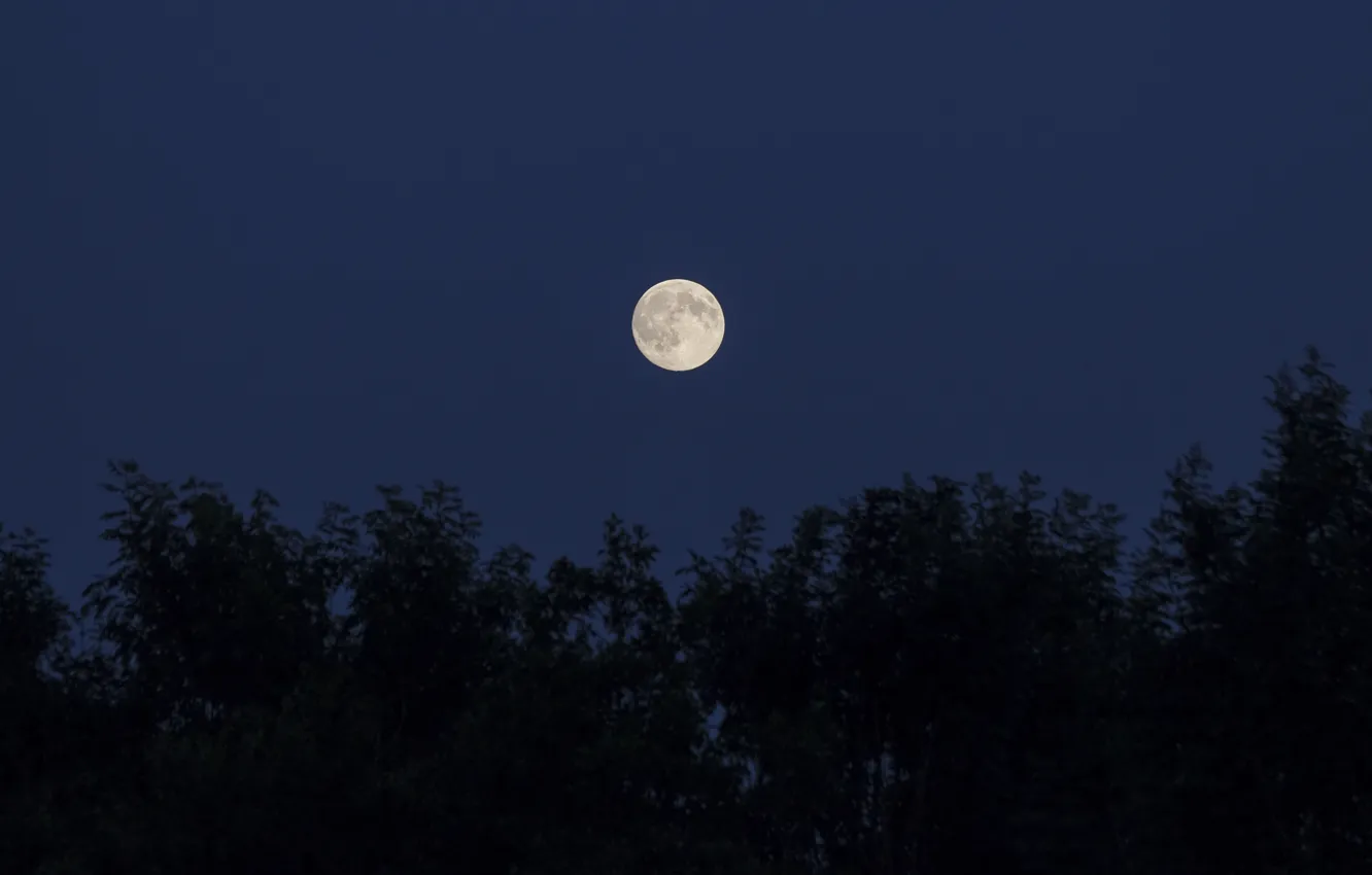 Фото обои деревья, ночь, природа, луна, moon, Nature, силуэты, trees