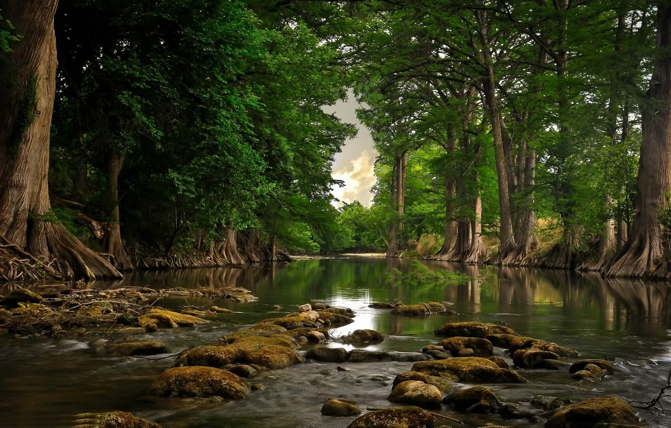 Фото обои forest, river, trees, nature, rocks