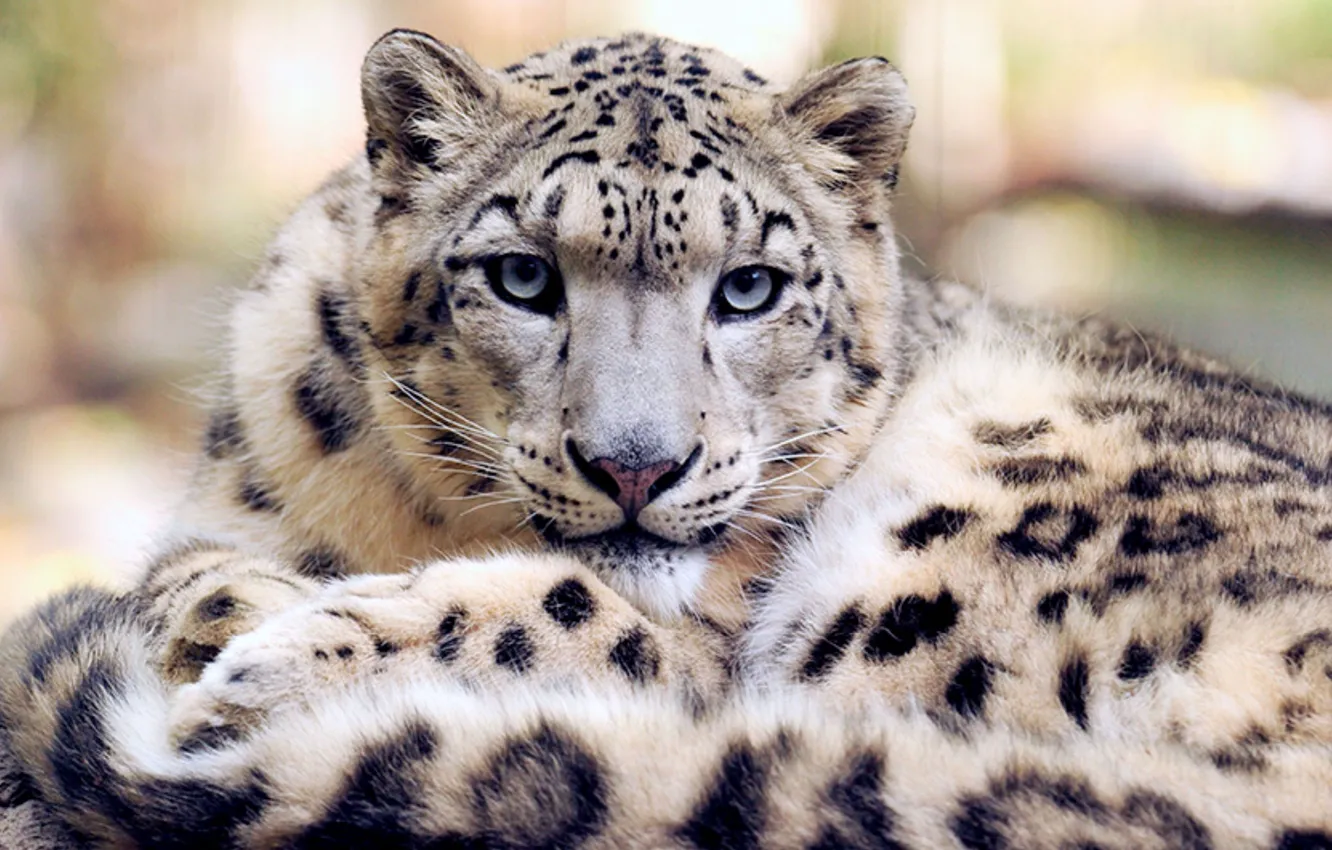 Фото обои snow, animal, wildlife, Snow leopard