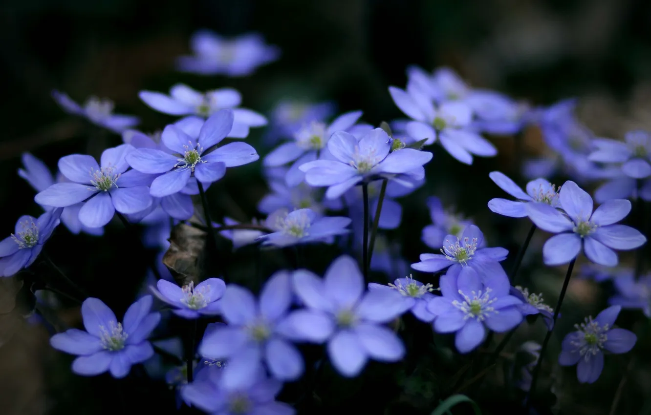 Фото обои макро, цветы, растения, голубые, синие