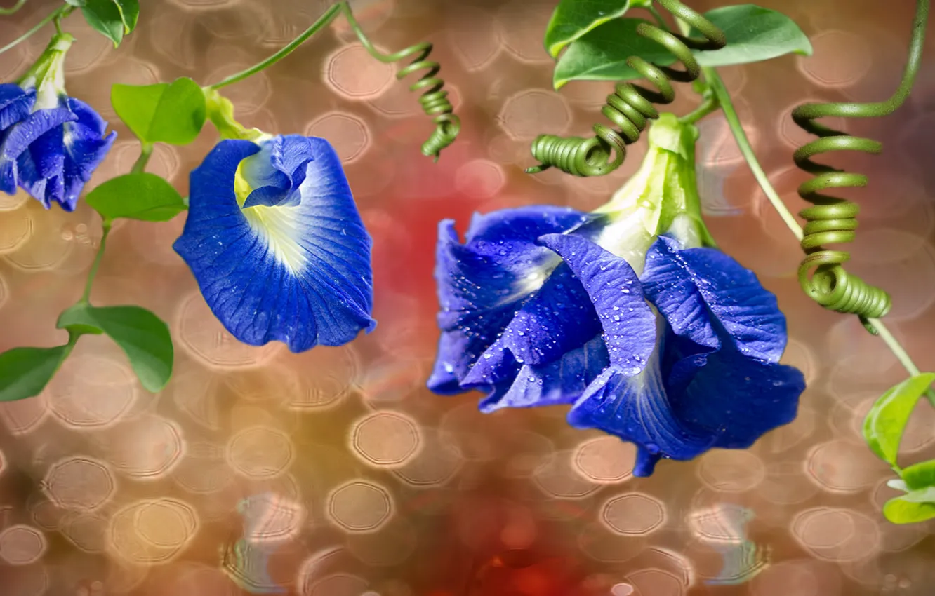 Фото обои цветы, синие, листики, веточки.пузыри