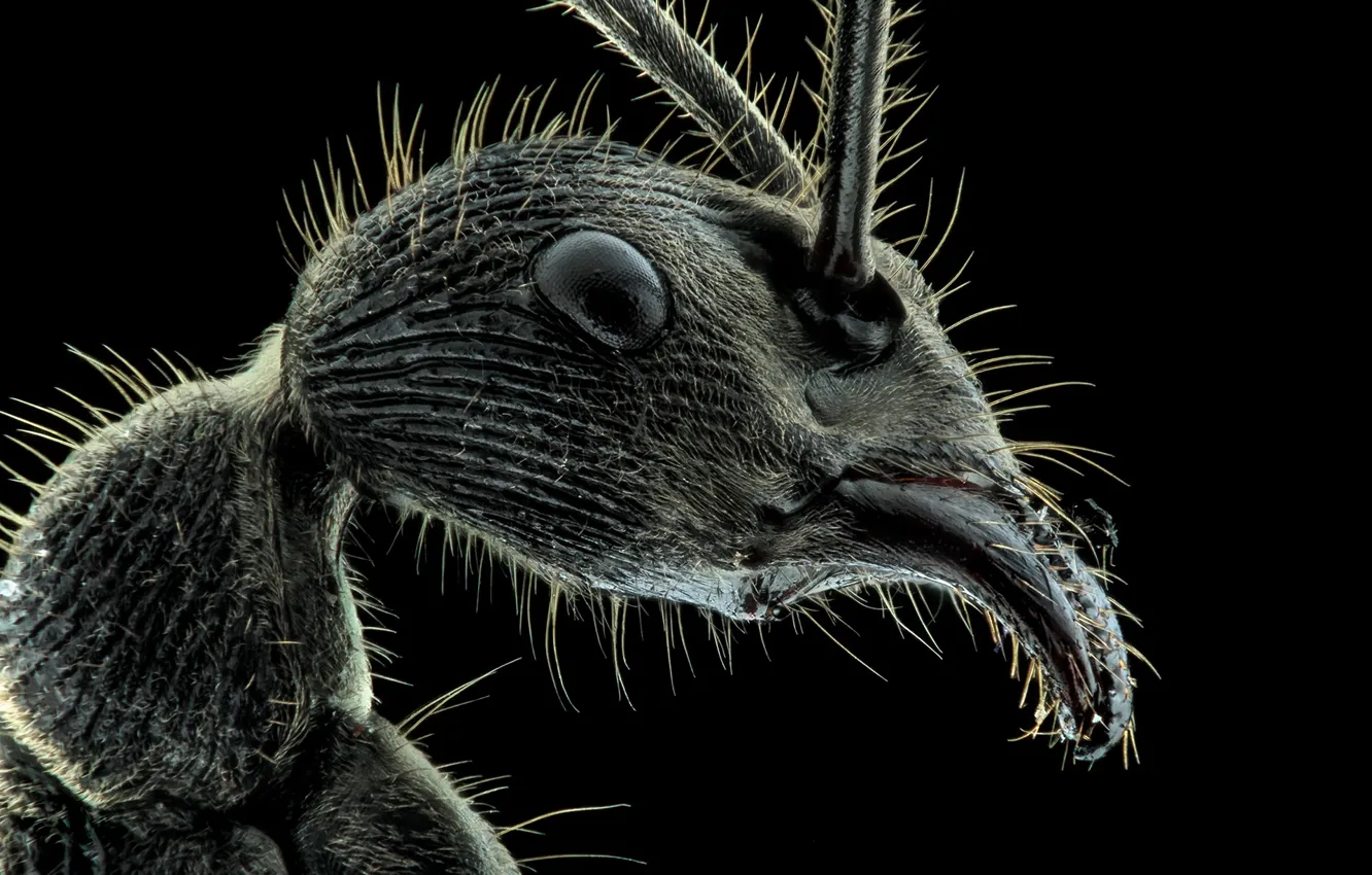 Фото обои insect, hairs, teeth, ant