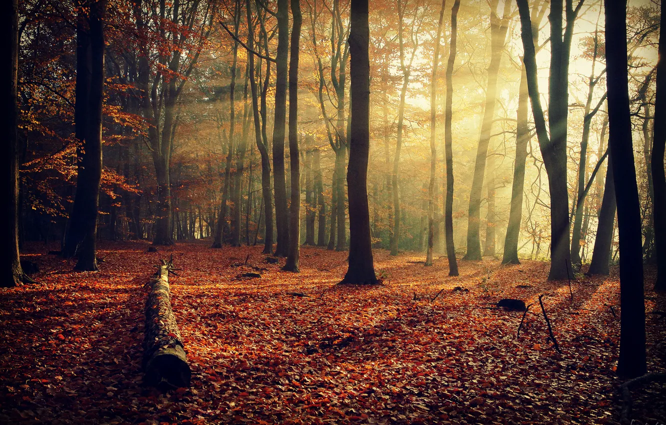 Фото обои осень, лес, лучи, свет, деревья, ветки, природа, листва