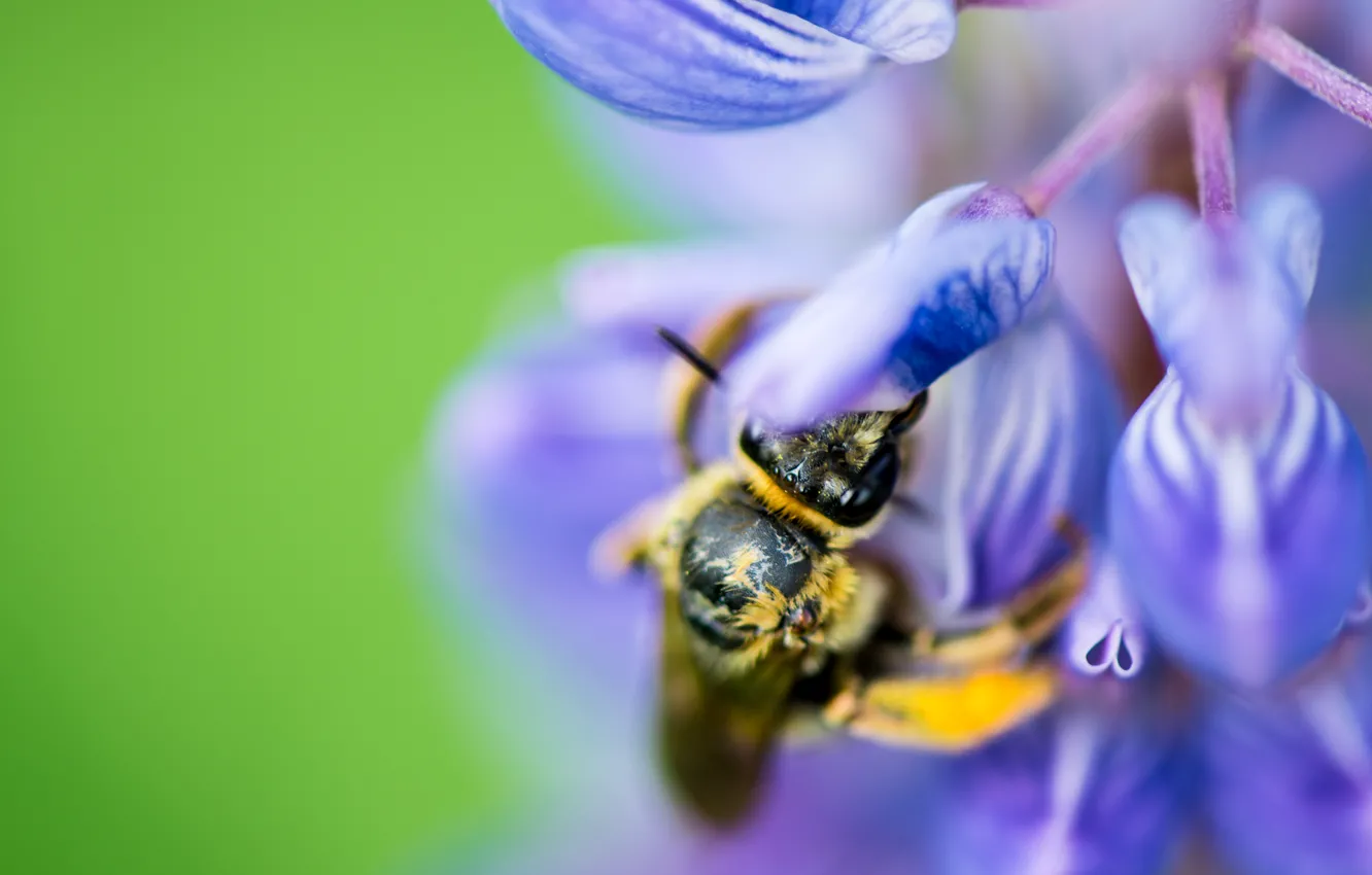 Фото обои природа, нектар, пчела, растения, насекомое, цветки