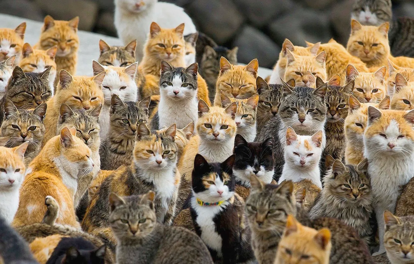 Фото обои animals, japan, cat island