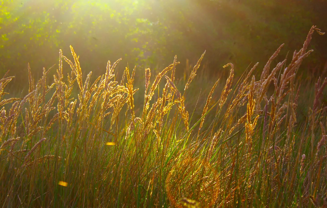 Фото обои grass, field, sun, meadow