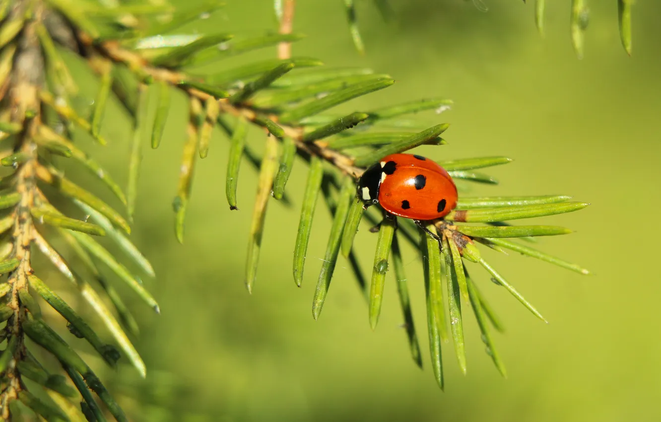 Фото обои red, insect, ladybird