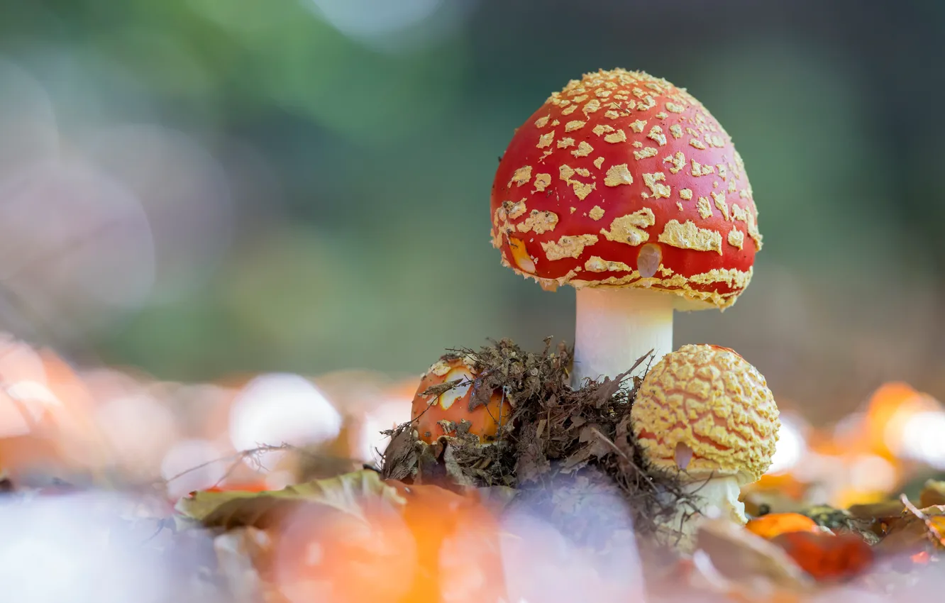 Фото обои осень, листья, природа, грибы, гриб, мухомор, мухоморы, боке