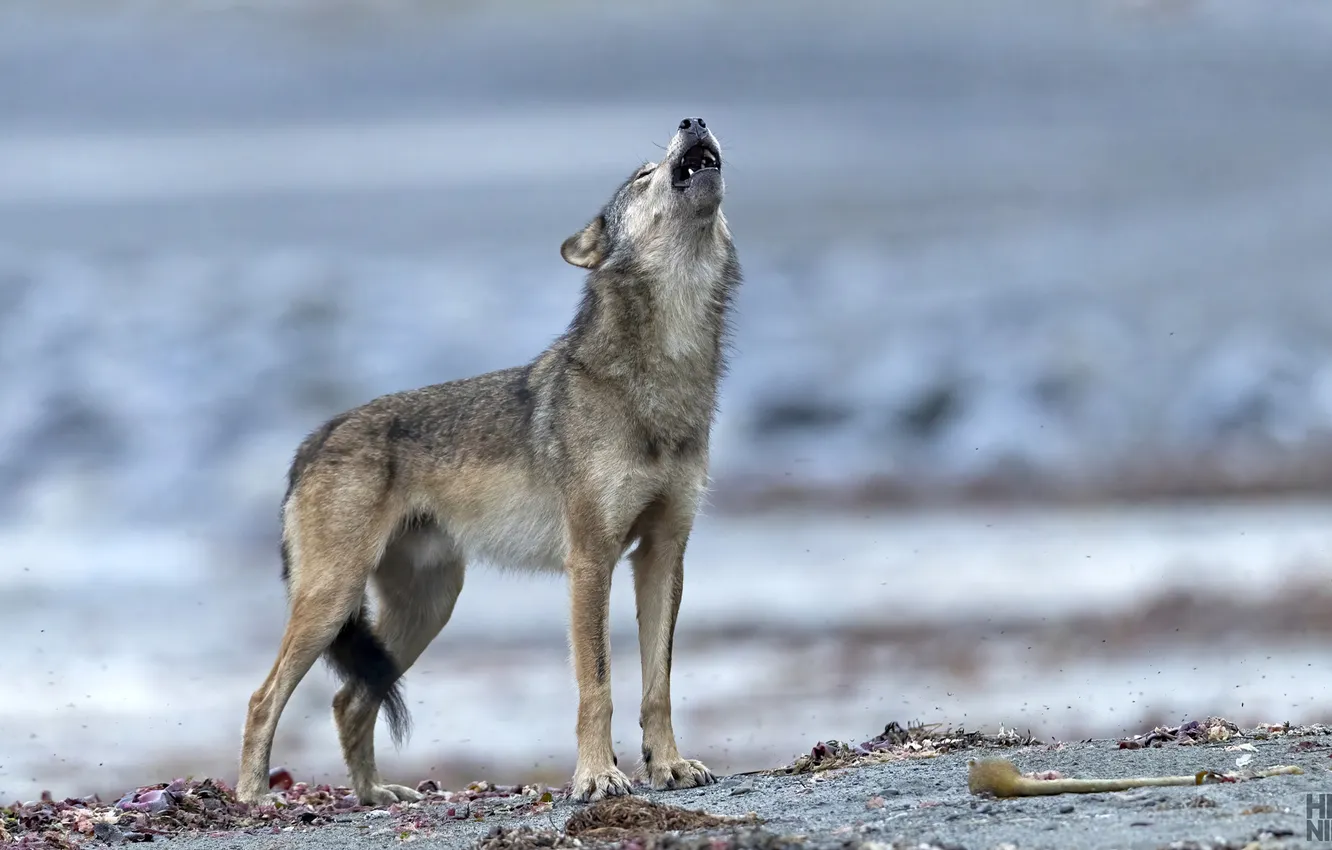 Фото обои nature, face, animal, wolf, wildlife, head, fur, mammal