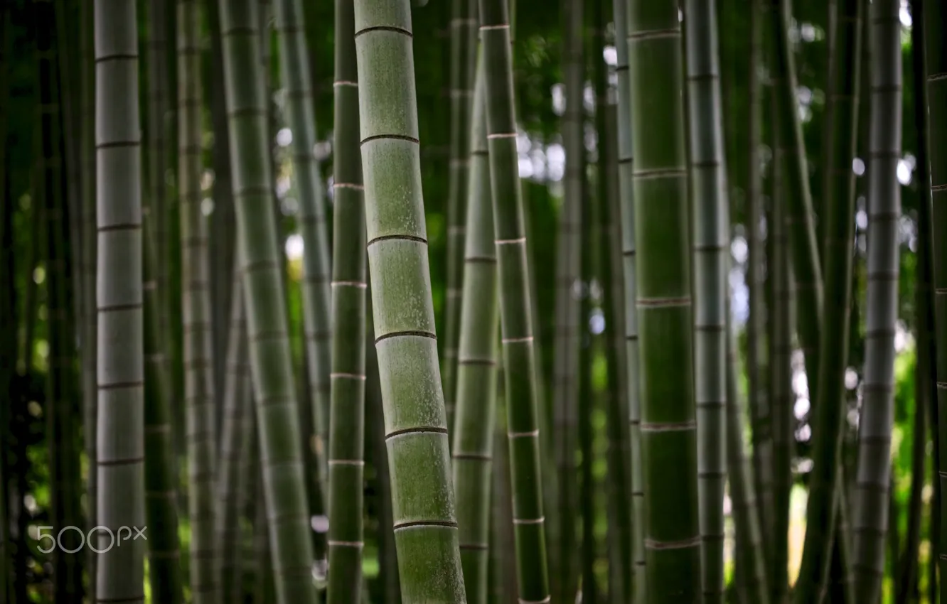 Фото обои природа, стебли, стволы, текстура, бамбук