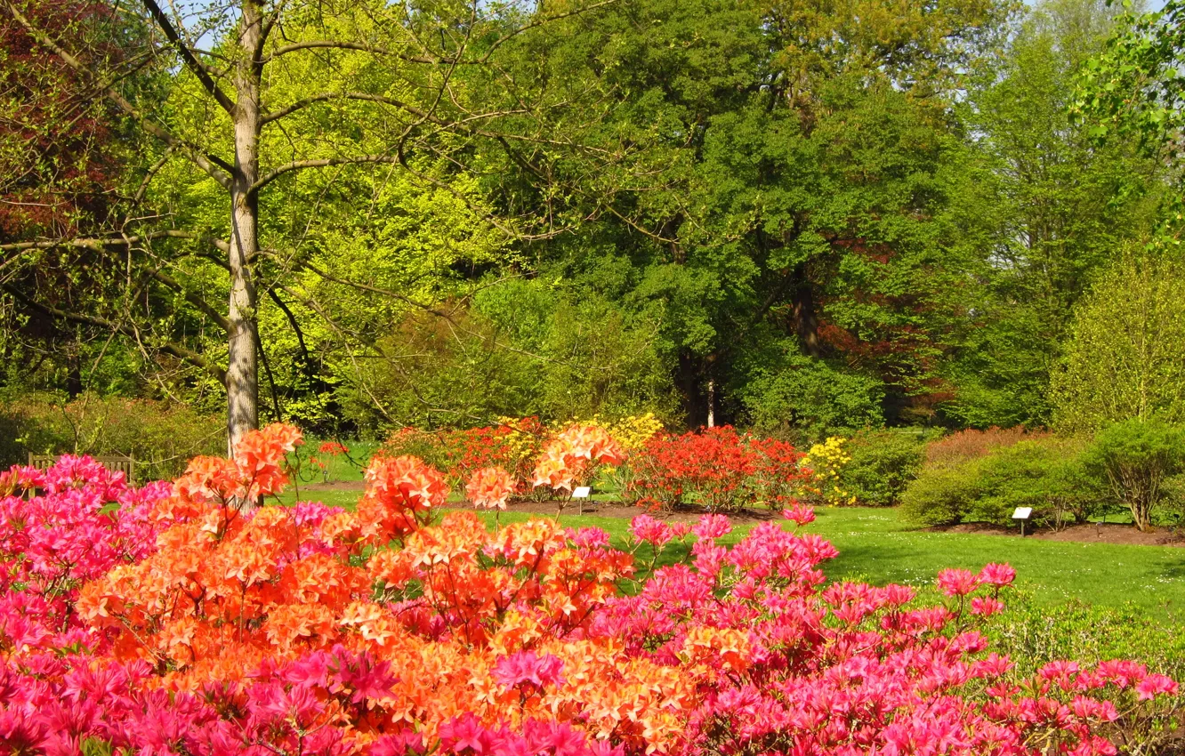 Фото обои природа, Англия, сады, Azalea, Richmond