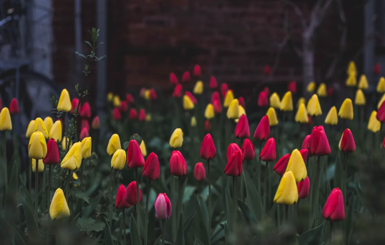 Фото обои nature, flowers, tulips