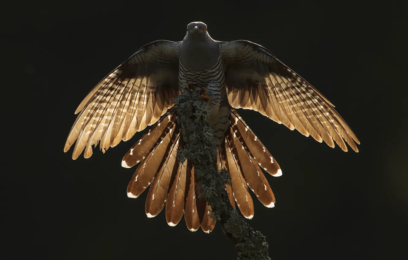 Фото обои природа, птица, Backlit Cuckoo