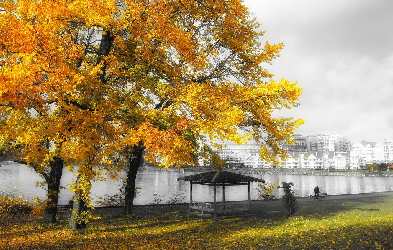 Фото обои осень, пейзаж, город, дерево, цвет