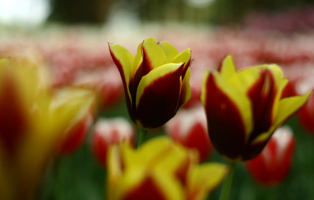 Фото обои цветок, цветы, желтый, красный, яркий, природа, поляна, тюльпан