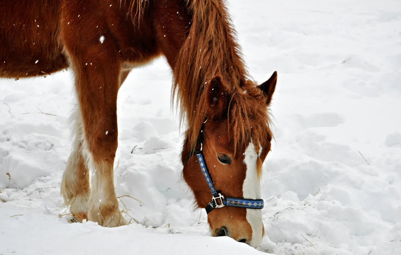 Фото обои зима, снег, лошадь