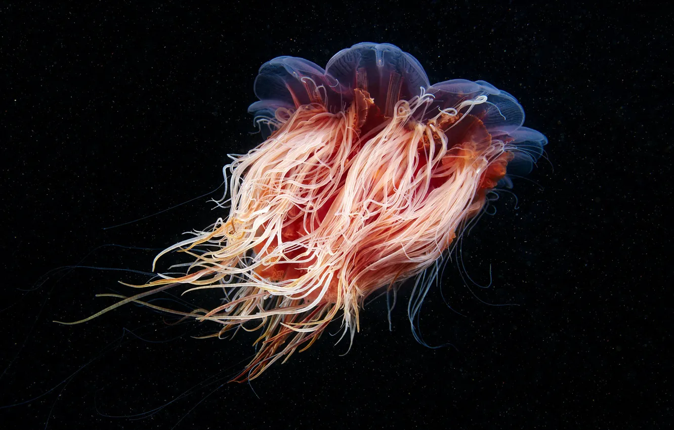 Фото обои море, вода, макро, медуза, оранжевая, прозрачная, щупальца, черный фон