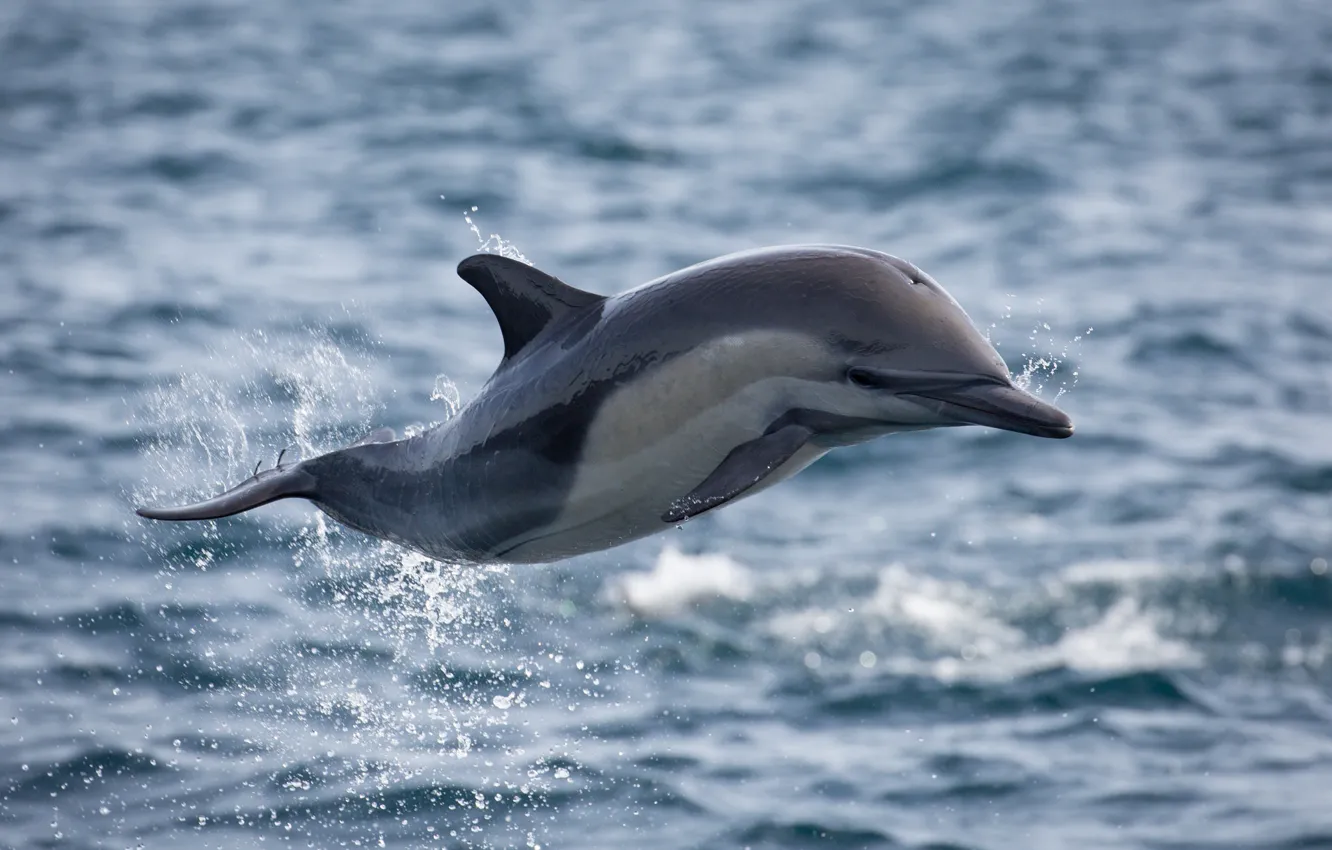 Фото обои ocean, flight, splash, jumping, dolphin