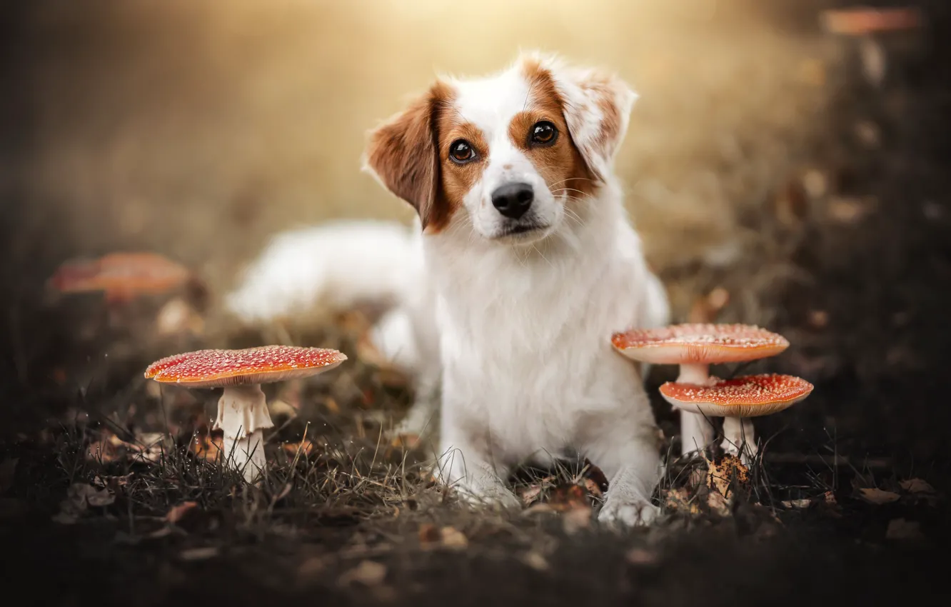 Фото обои осень, взгляд, морда, грибы, собака, мухоморы, Коикерхондье