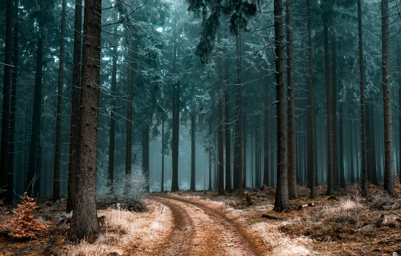 Фото обои forest, road, trees, nature
