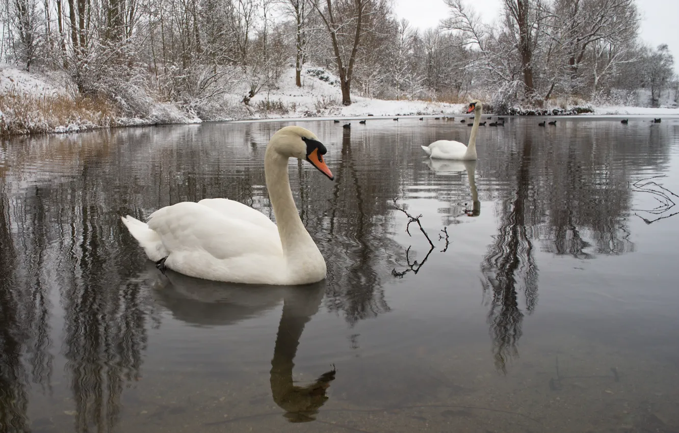 Фото обои зима, вода, снег, птицы, природа, пара, лебеди