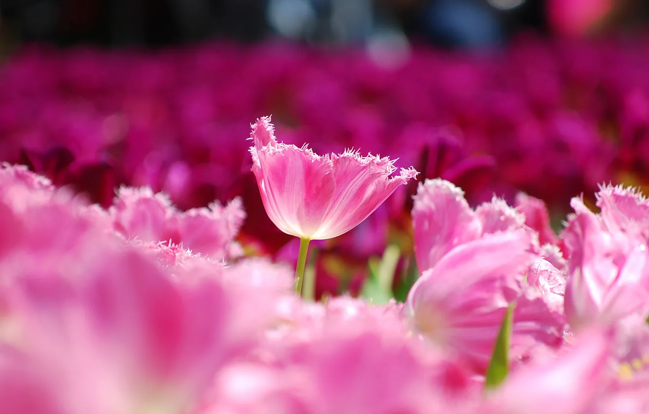 Фото обои поле, макро, цветы, лепестки, размытость, Тюльпаны, розовые