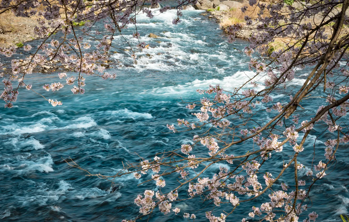 Фото обои ветки, река, весна, сакура, цветение, river, pink, blossom