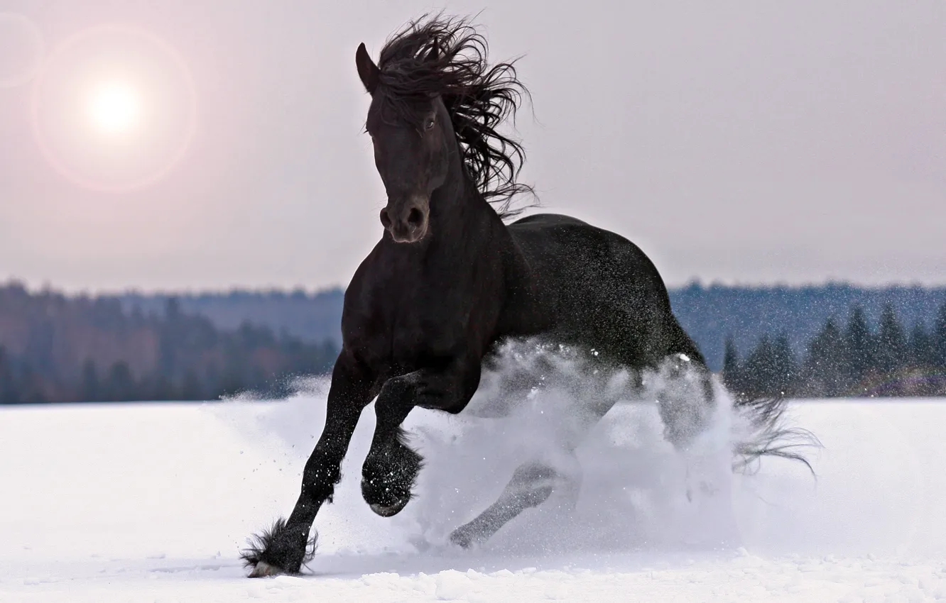 Фото обои зима, животные, снег, лошадь, чёрная