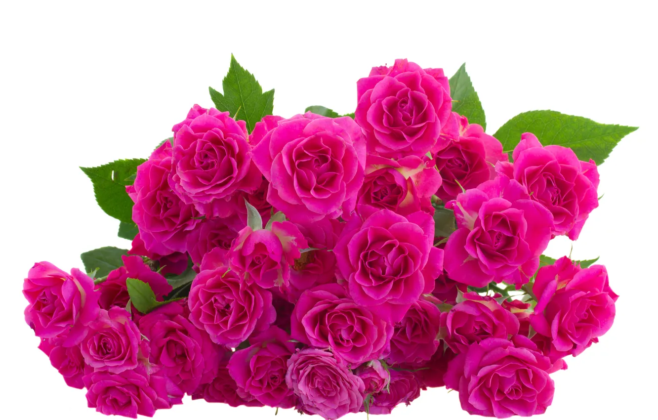 Фото обои цветы, flowers, листики, leaves, розовые розы, pink roses