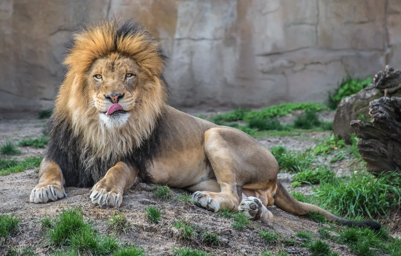 Фото обои лев, царь, зоо